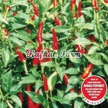 Benih 25 Biji Cabe Rawit PELITA F1