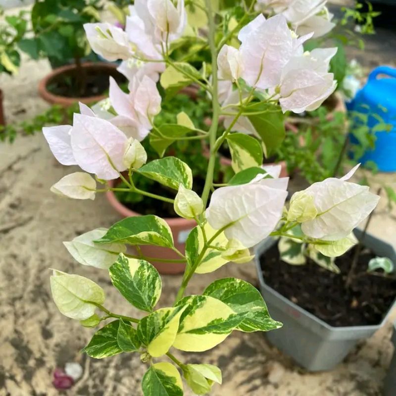 promo big sale bonsai bugenvil citra batik siap berbunga cantik