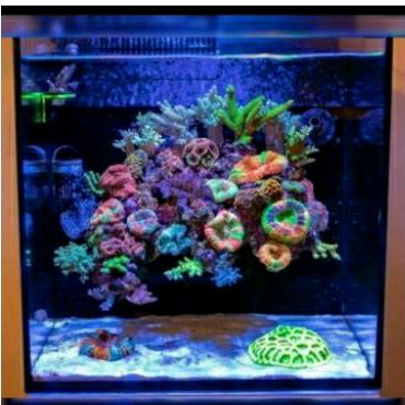 Aquarium Laut Fullset/Reef Tank Full Set