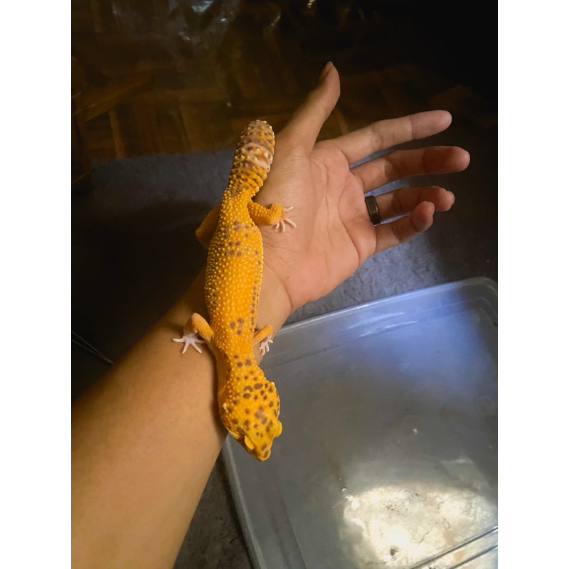 Mainan Leopard Gecko dewasa