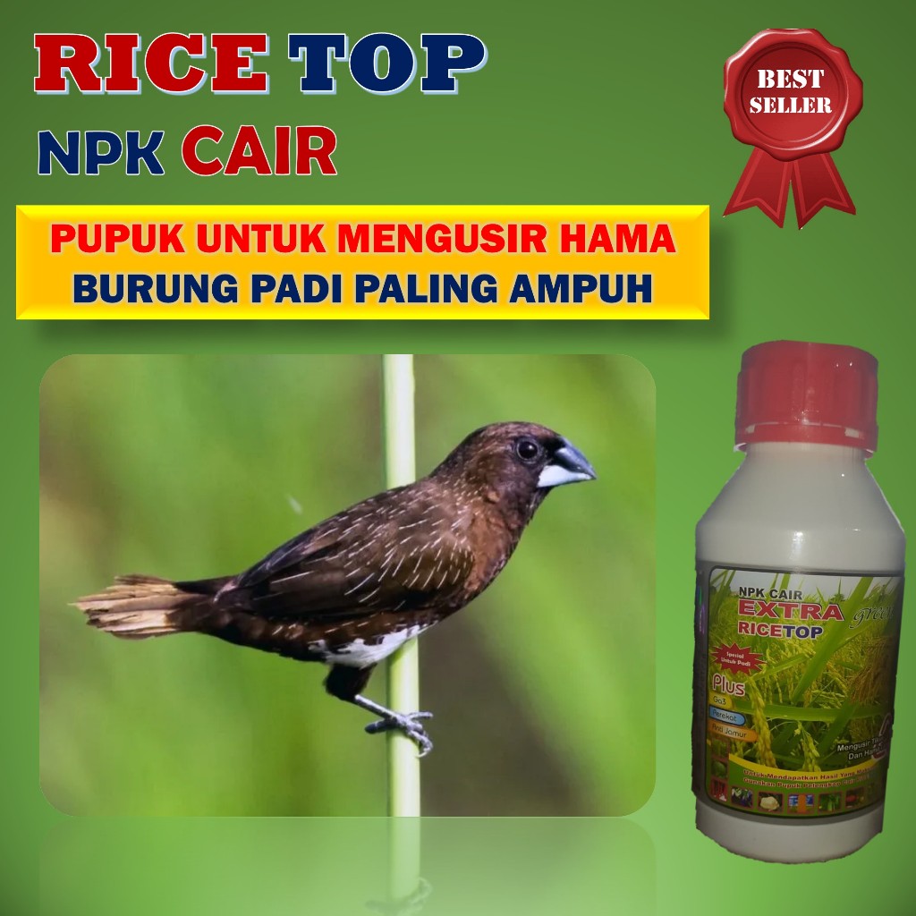RICETOP 500ML OBAT SEMPROT YANG AMPUH UNTUK MEMBASMI HAMA BURUNG PIPIT PADI