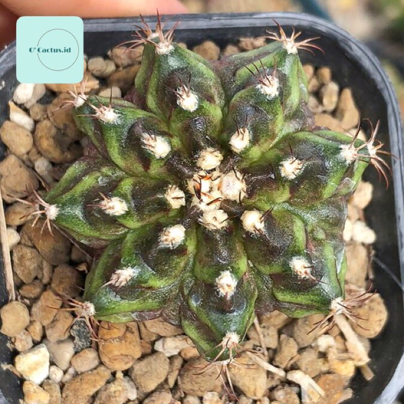 gymnocalycium daydream x tlux kaktus day dream miha hybrid godzi godji tanaman hias hidup gurun hobb