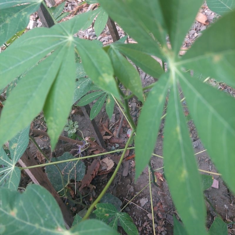 

Daun Singkong Muda Segar / Per Ikat