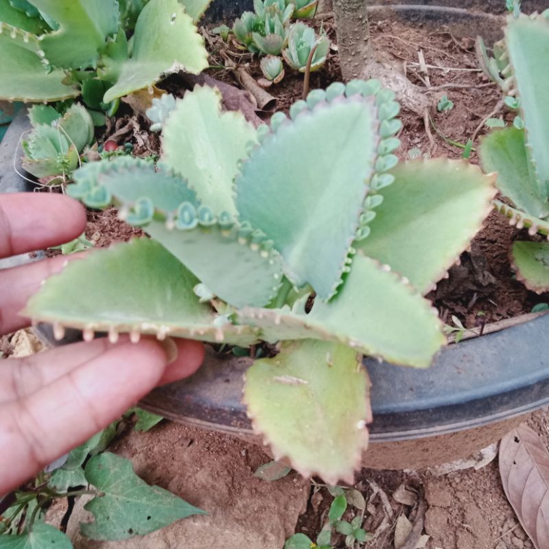 Bibit Cocor Bebek ( Tanaman Obat )