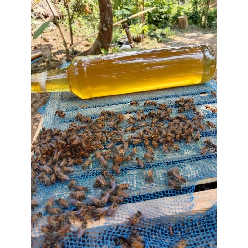 

madu murni