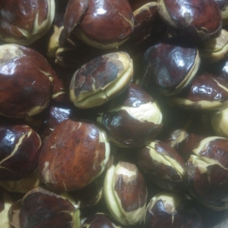 

jengkol