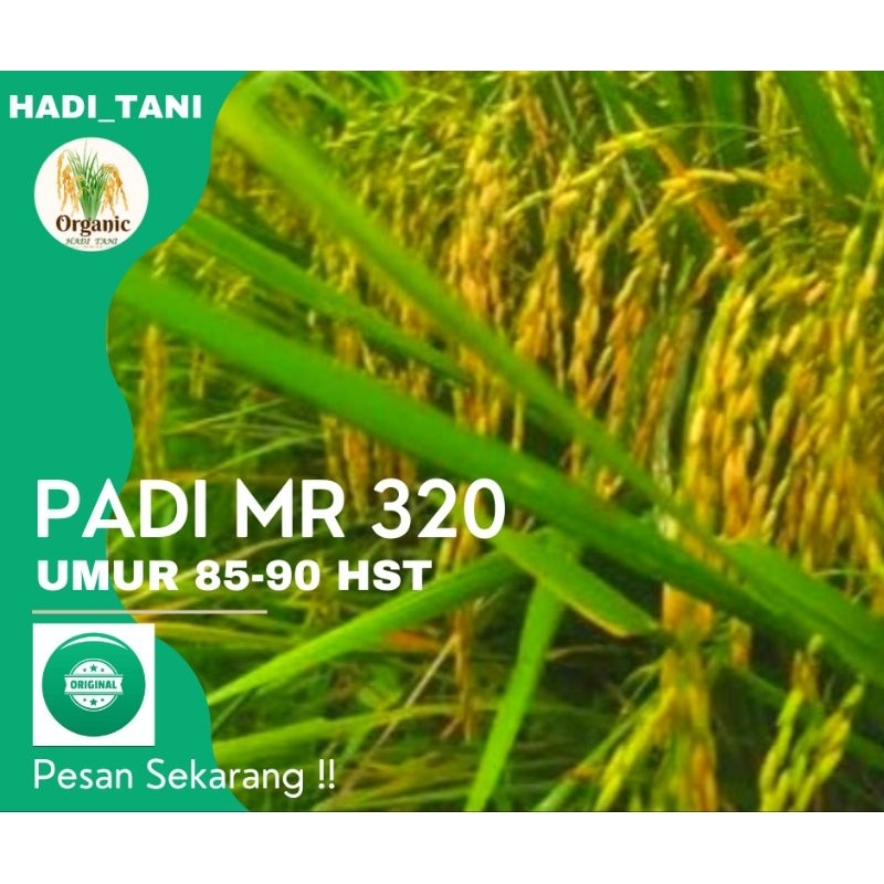 BENIH PADI PREMIUM MR 320 KEMASAN 5 KG