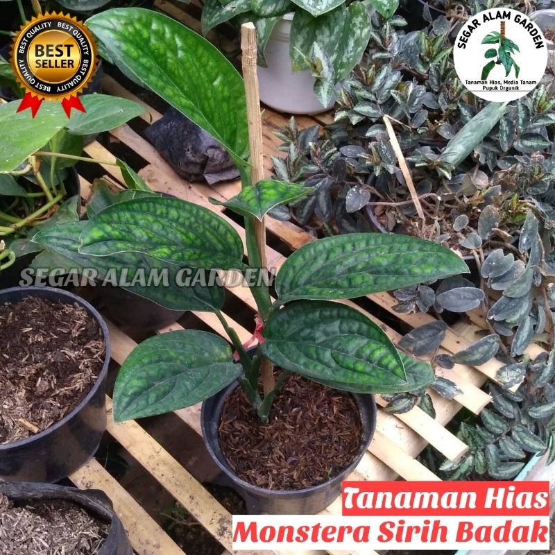 Sirih Gading Badak. MONSTERA Sirih Badak