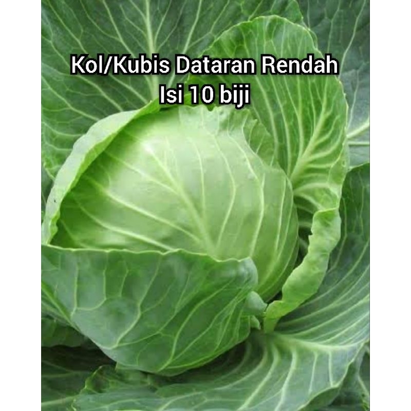 Biji Kol Kubis Dataran Rendah