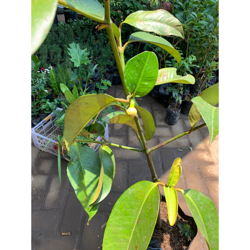 TANAMAN MANGGIS KONDISI BERBUAH