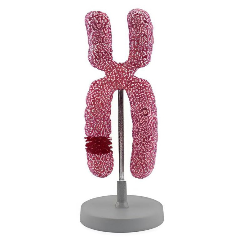 

kromosom x alat peraga pendidikan model kromosom x