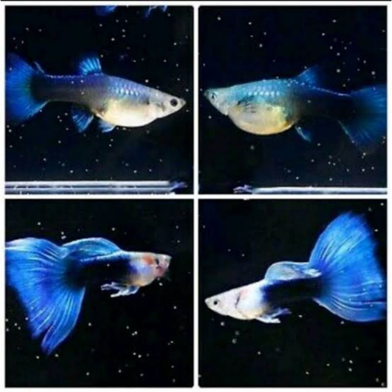 Pakan pelet hb blue guppy sepasang