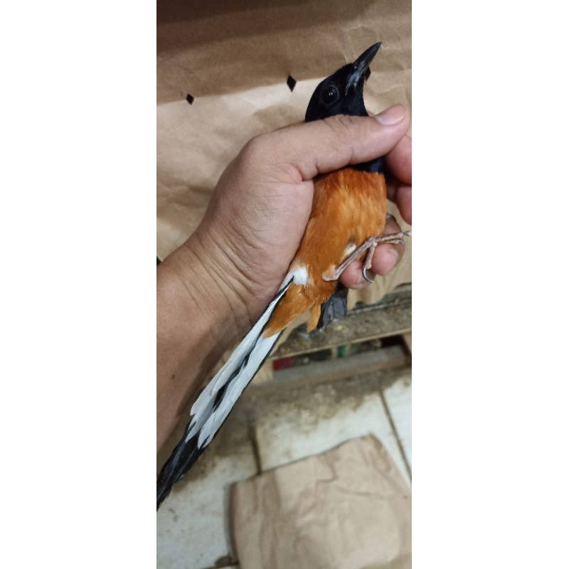 murai batu mh jantan ekor panjang pilihan