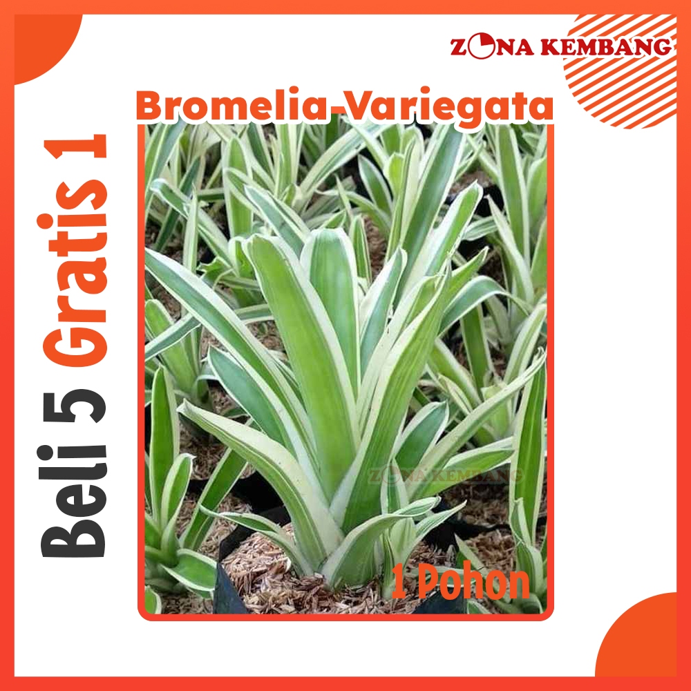 Jual Tanaman hias bromelia variegata / Bromelia Cryptantus Kuning Hijau / bromelia Aechmea gamosepal