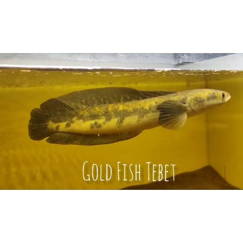 channa Maru ys sz 30cm