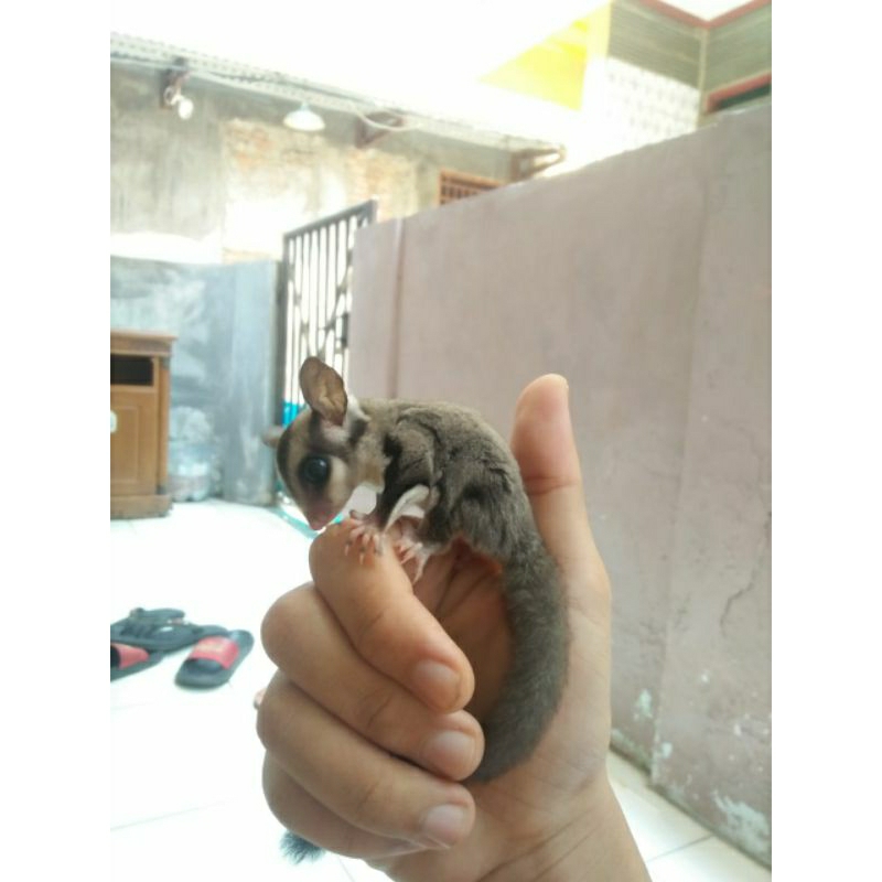 Sugarglider Jantan Joey Classic Gray