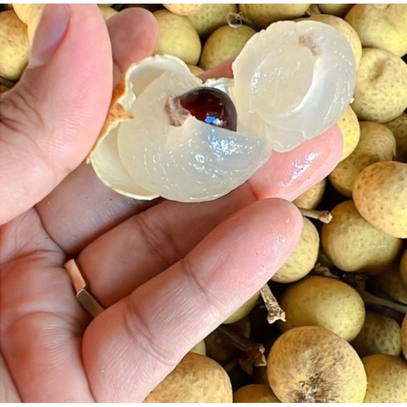 

Lengkeng Bangkok PROMOOO / Kelengkeng manis