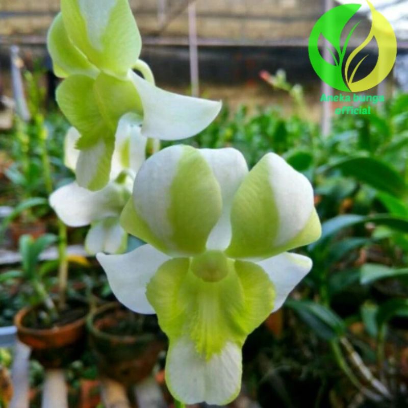 BUNGA ANGGREK DENDROBIUM PUTIH HIJAU / TANAMAN HIAS POHON SEEDLING ANGGREK DENDROBIUM