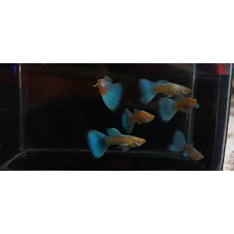 guppy sky blue / topas