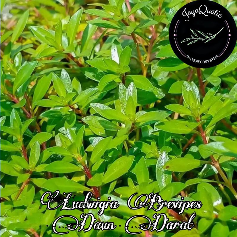 Ludwigia Brevipes "Emersed" - Tanaman Stemplant Aquascape Akuarium