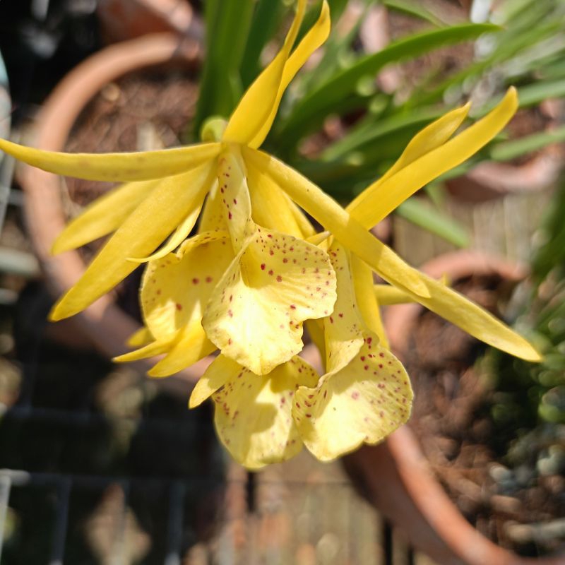 anggrek brassavola Cattleya mini bangkok