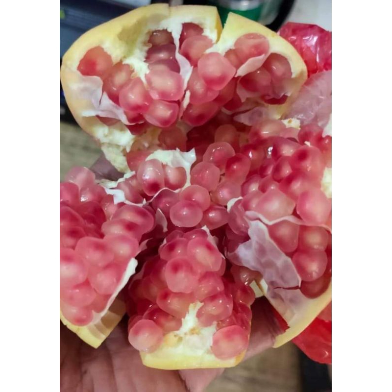 

Buah delima lokal pride