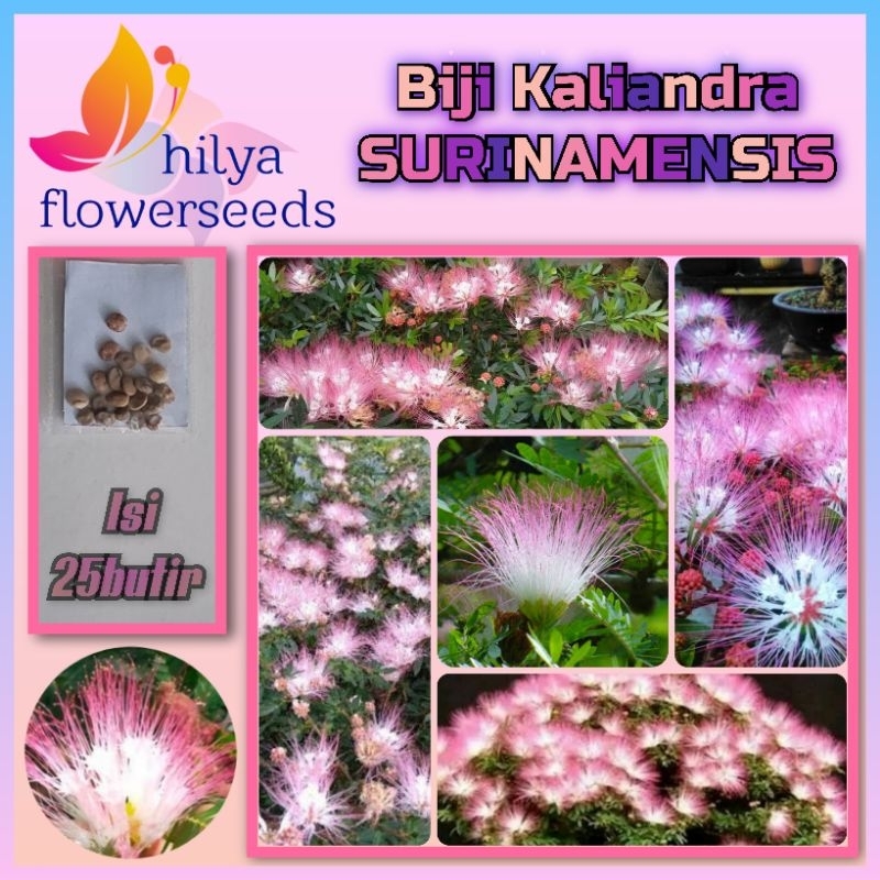 Biji Kaliandra (SURINAMENSIS)