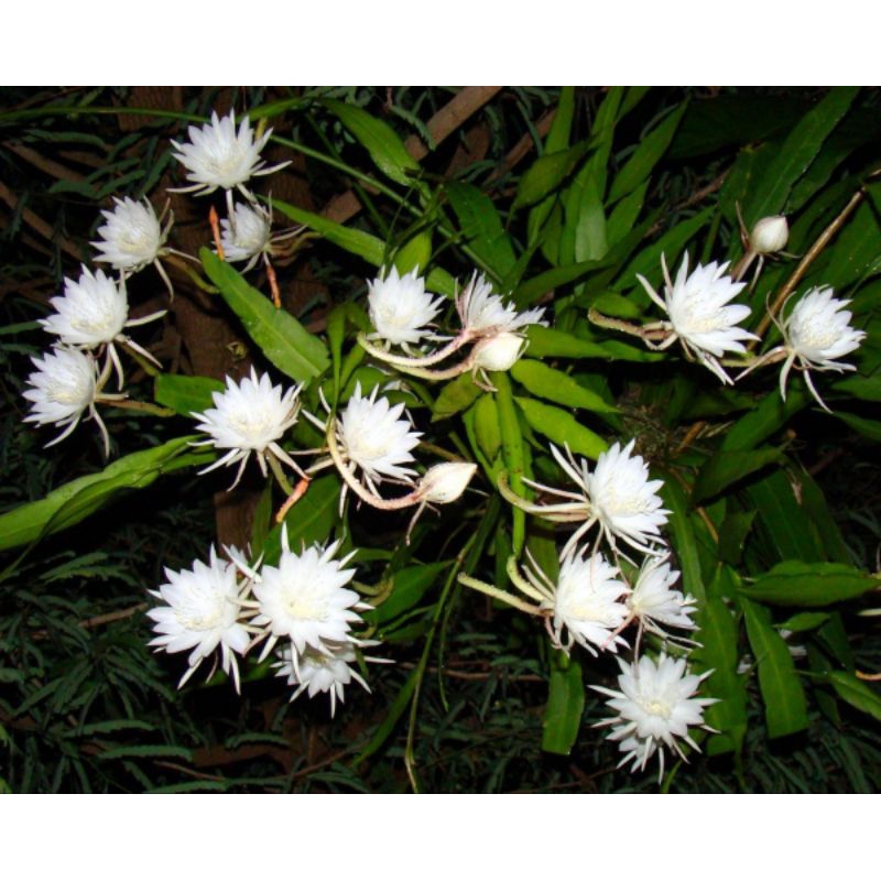 Tanaman Hias Wijaya Kusuma Putih(bunga kecil) bibit wijaya kusuma putih bibit bunga wijaya kusuma pu