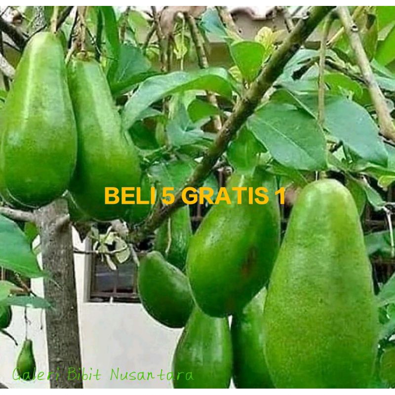 PROMO BIBIT ALPUKAT Aligator,Miki, Mentega,Red Vietnam