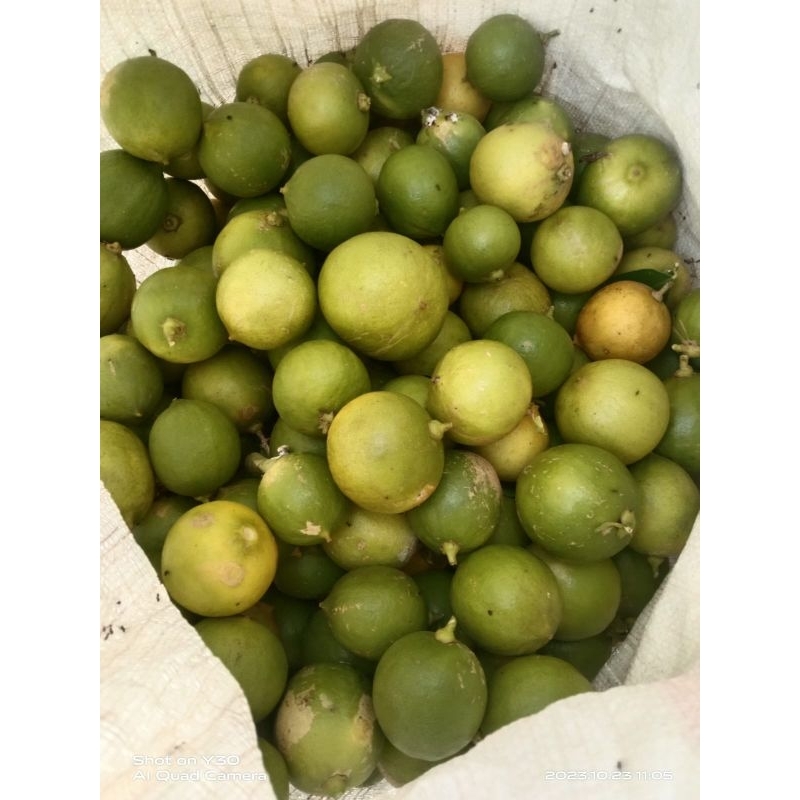 

Buah Lemon Lokal alami