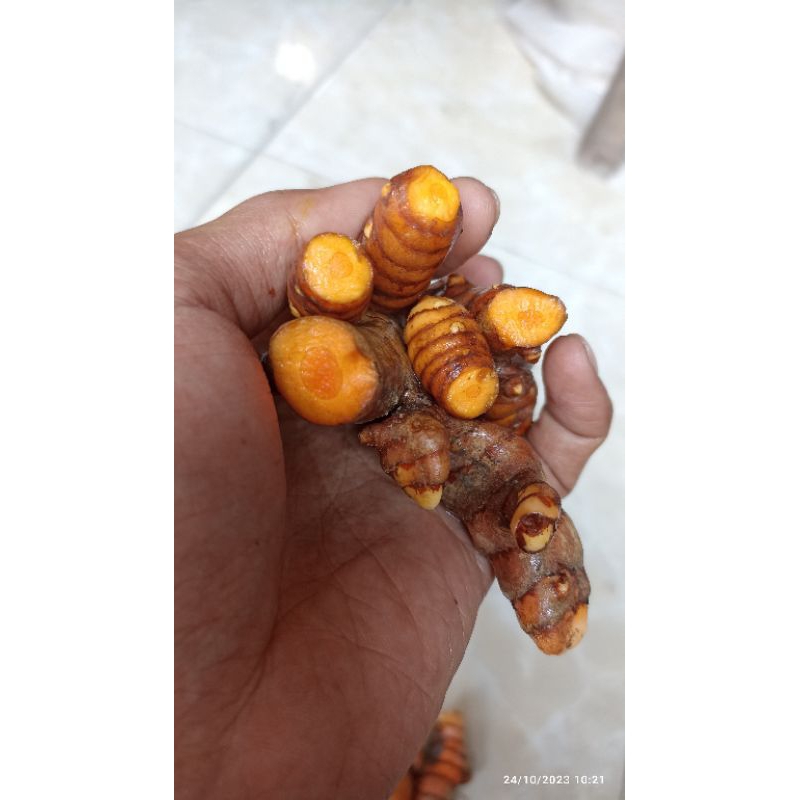 

Kunir Organik Fresh diambil saat ada pesanan