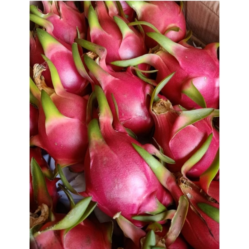 

Buah Naga Putih