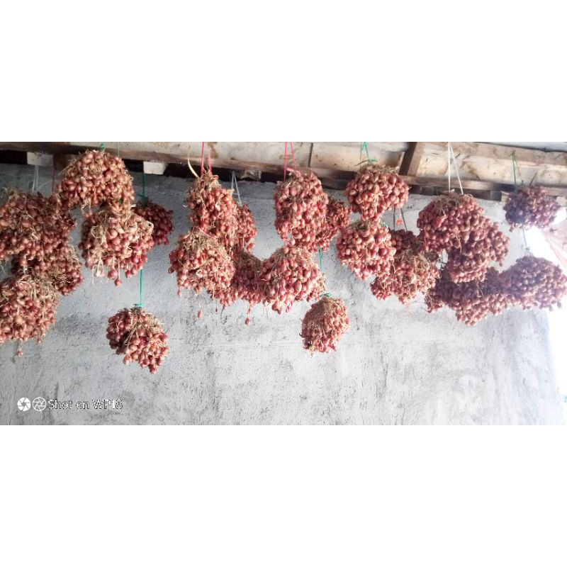 

Bawang Merah bibit siap tanam 500g