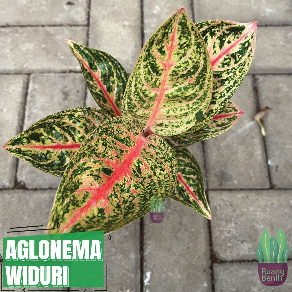 Aglonema Widuri Tulang Merah Tanaman Hias Aglaonema Akar Pot Sehat