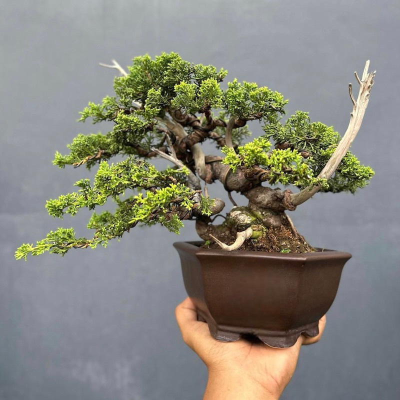 bonsai cemara itogawa cemara sargenti