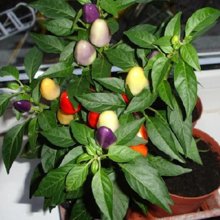 BERBUAH...Bibit Cabe Pelangi Kondisi sudah Berbuah Rimbun