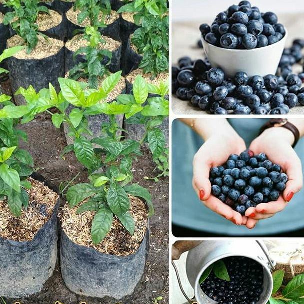 Bibit Blueberry SUper