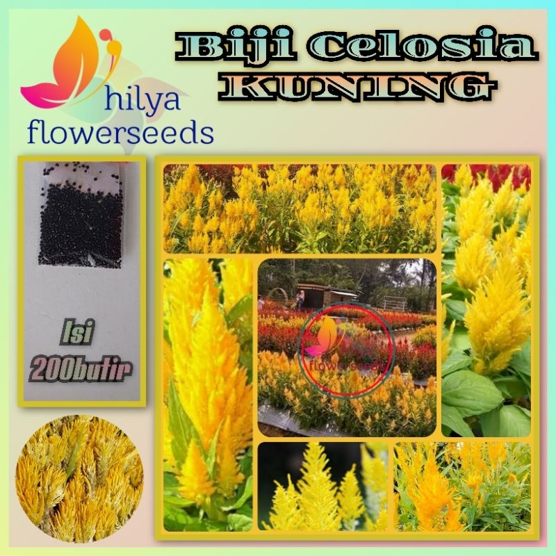 Biji Bunga Celosia (Kuning)