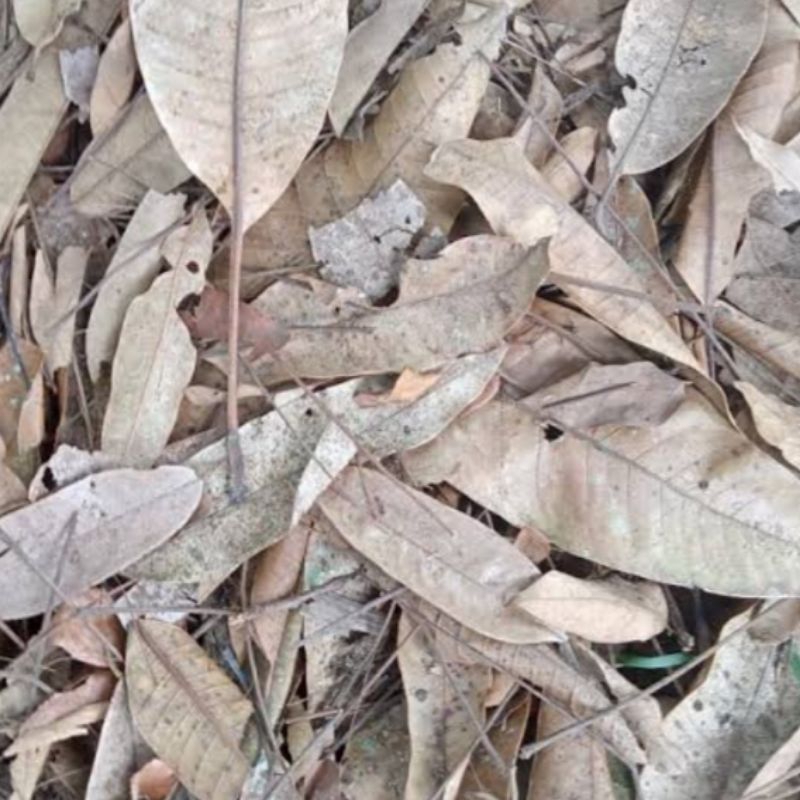 

daun mangga kering untuk pupuk dl 500 gr