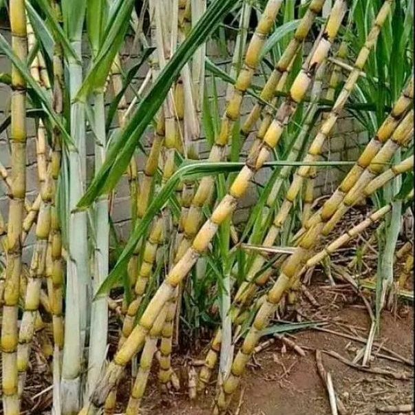 

TEBU KUNING/TEBU GADING
