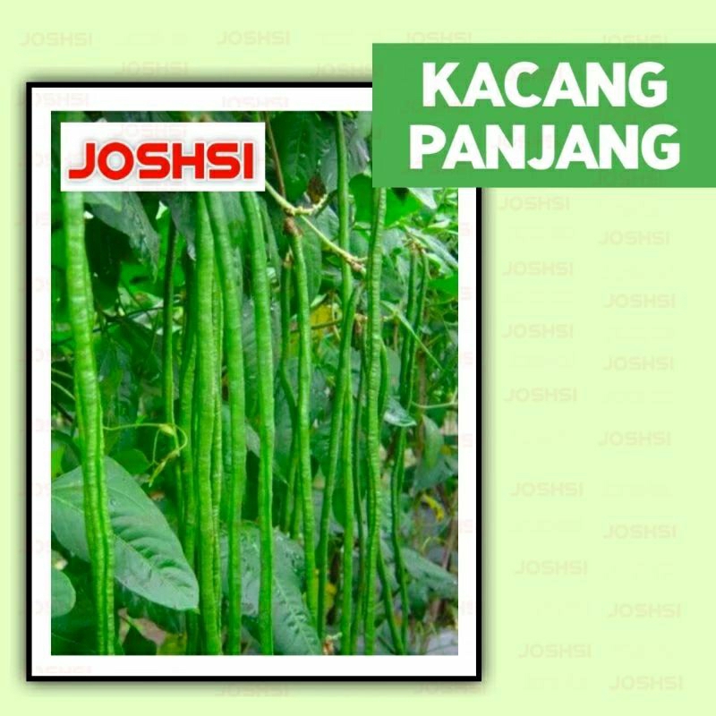 bibit kacang panjang