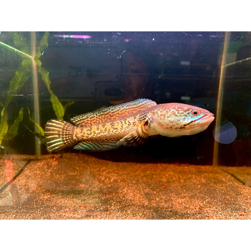 Channa Auranti 17cm High Fin