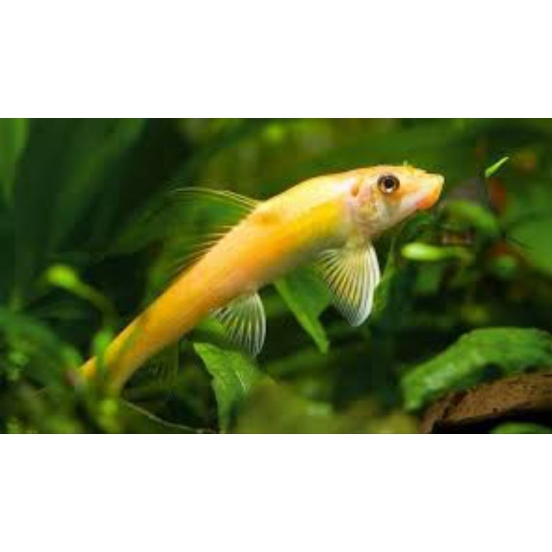 IKAN HIAS PEMBERSIH LUMUT ALGAETER , SAPU SAPU ALBINO , OTOCINCLUS, RED LIZARD
