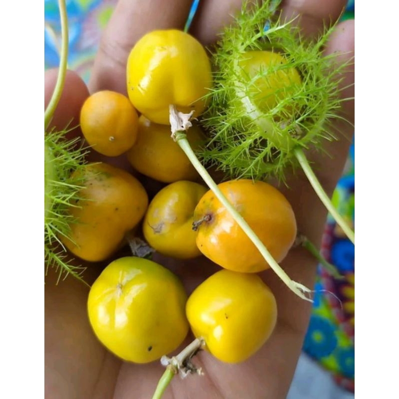 

markisa mini / Rambusa manis 50 buah cecenet kurung