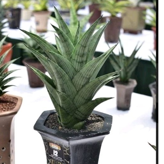 Sansivera hybrid agatha