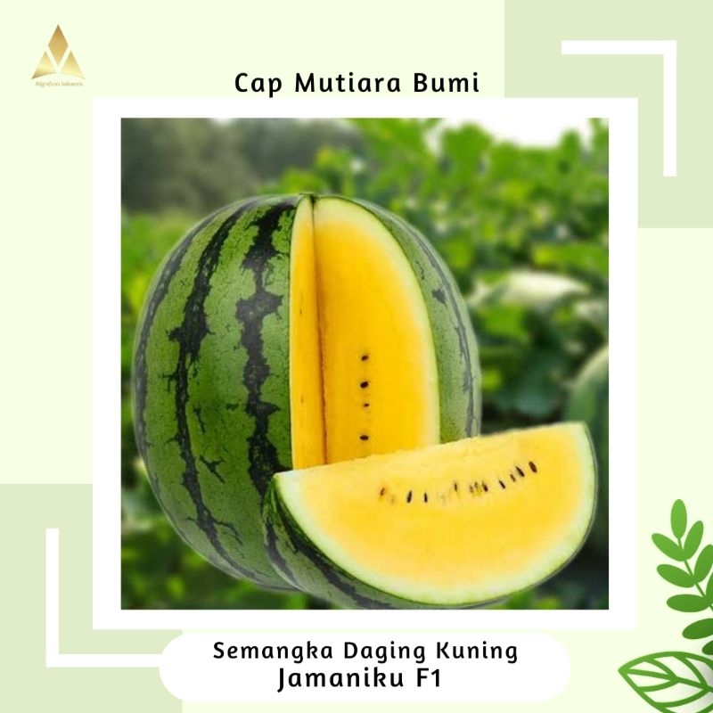 Benih Semangka Daging Kuning Jamaniku F1 Tipe Inul Isi 30 Butir Kemasan Cap Mutiara Bumi