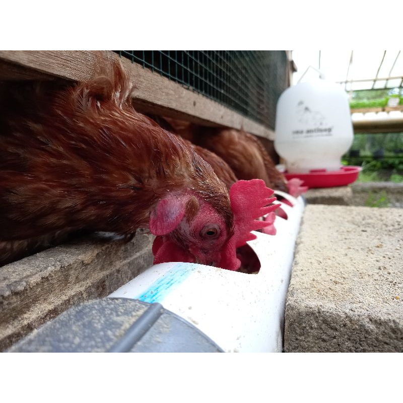Tempat Pakan Ayam Dewasa Anti Tumpah