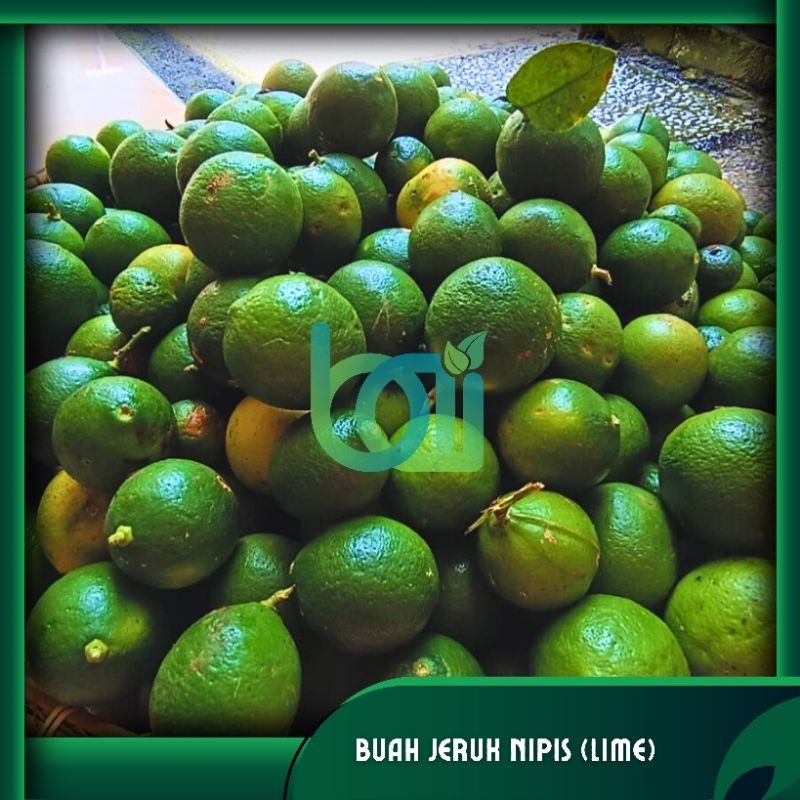 

Jeruk Nipis Fresh 1 Kg