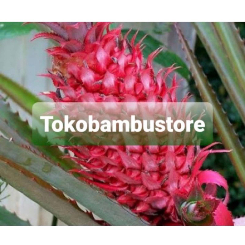 

Jual buah nanas muda nanas merah masih muda segar 1 kg