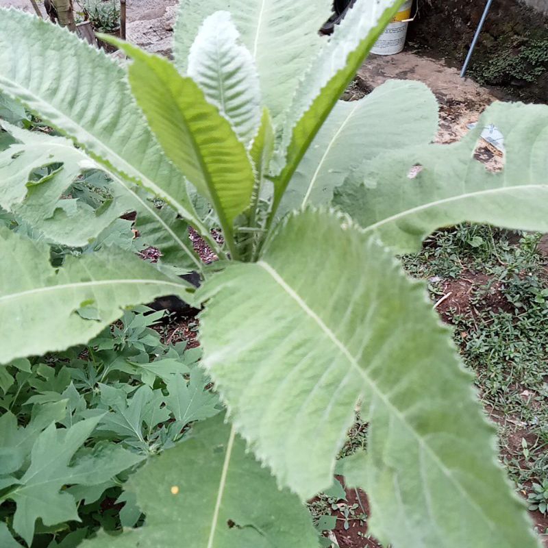 

daun sembung segar 250gr